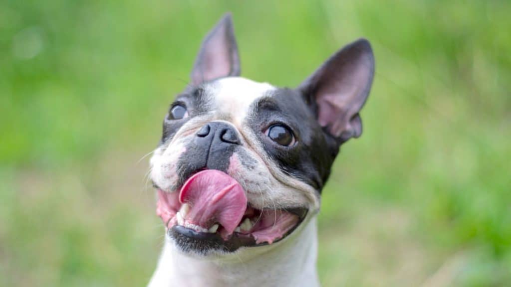 Bostonský Teriér Charakteristika Plemene ZOOLO_CZ